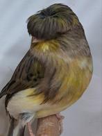 Te koop mooi koppel glosters, Dieren en Toebehoren, Vogels | Kanaries, Meerdere dieren, Kleurkanarie