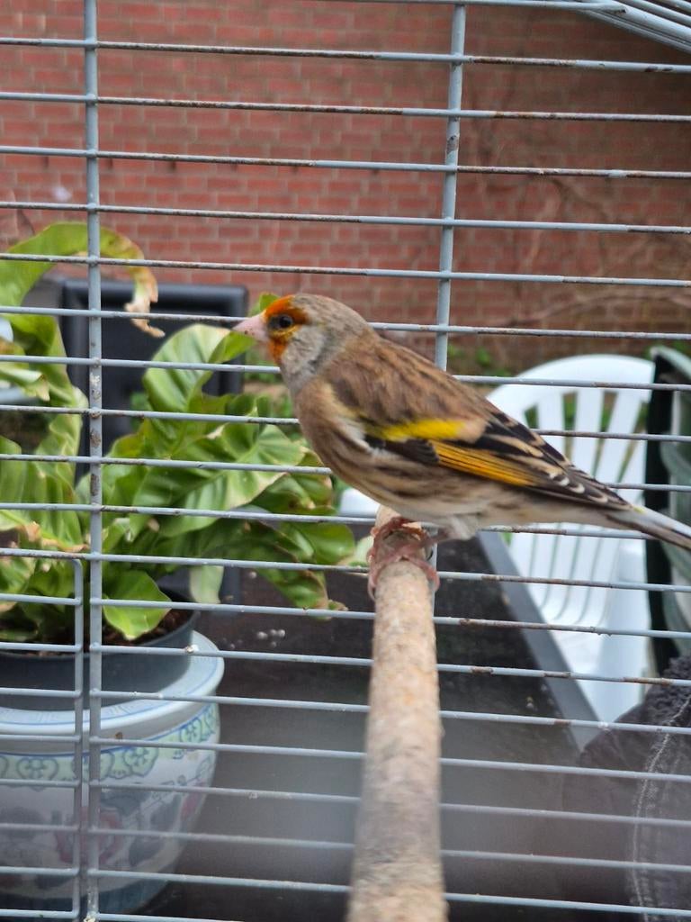 Bastaard putterkanarie, Dieren en Toebehoren, Vogels | Overige Vogels, Mannelijk, Wildzangvogel