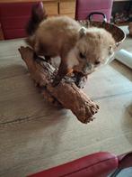 Opgezette steenmarter, Verzamelen, Dierenverzamelingen, Ophalen of Verzenden, Zo goed als nieuw, Vogel, Opgezet dier