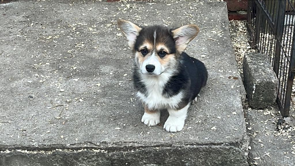 Welsh Corgi Pembroke, Parvo, 8 tot 15 weken, Eén hond, Nederland