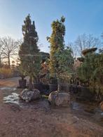 Pinus boomvorm - Unieke en grote exemplaren, Tuin en Terras, Planten | Bomen, Ophalen, Bloeit niet, Volle zon, Overige soorten