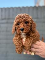 Prachtige rode dwerg poedel pups, Poedel, 8 tot 15 weken, Parvo, Meerdere
