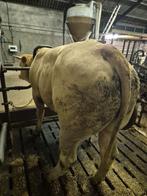 Blonde stier, Dieren en Toebehoren, Runderen, Mannelijk, 0 tot 2 jaar