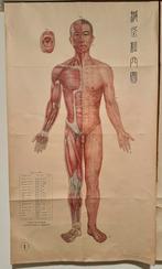 7x Vintage Acupunctuur posters anatomie, Verzamelen, Posters, Ophalen of Verzenden, Gebruikt