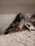 Iraanse of perzische hoogvliegers, Dieren en Toebehoren, Vogels | Duiven, Meerdere dieren, Tuimelaar of Roller