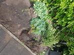 Tuinplanten conifeer beukhaag, Vaste plant, Halfschaduw, Zomer, Ophalen