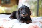 Puppies 2x, reu, dwergteckel, Dieren en Toebehoren, Reu, 8 tot 15 weken, Dwerg, Meerdere