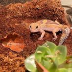Afrikaanse vetstaart gekko met terrarium, Hagedis, Met terrarium, 0 tot 2 jaar