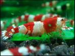 Crystal red Low grade caridina, Dieren en Toebehoren, Kreeft, Krab of Garnaal, Zoetwatervis