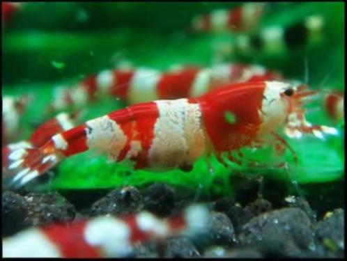 Crystal red Low grade caridina, Dieren en Toebehoren, Vissen | Aquariumvissen, Zoetwatervis, Kreeft, Krab of Garnaal