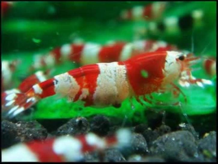 Crystal red Low grade caridina, Dieren en Toebehoren, Vissen | Aquariumvissen, Zoetwatervis, Kreeft, Krab of Garnaal