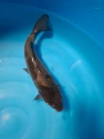 Koi karper doitsu metallic ochiba, Karper of Koi