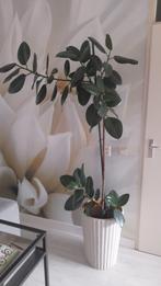 FICUS / KAMERPLANT 1.90 cm  hoog, Huis en Inrichting, Kamerplanten, Minder dan 100 cm, Ficus, Halfschaduw, Ophalen