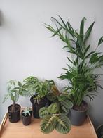 5 kamerplanten set in zwarte potten 10-80cm, Huis en Inrichting, Kamerplanten, Ophalen, Overige soorten, Halfschaduw, In pot