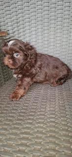 Shih tzu pups, Dieren en Toebehoren, Honden | Chihuahua's en Gezelschapshonden, België, Fokker | Hobbymatig, 8 tot 15 weken, Meerdere