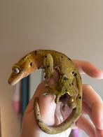 Correlophus ciliatus (wimpergekko), Dieren en Toebehoren, Hagedis, 0 tot 2 jaar