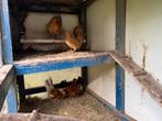 Boerenkrielkippen, Dieren en Toebehoren, Vogels | Overige Vogels, Meerdere dieren