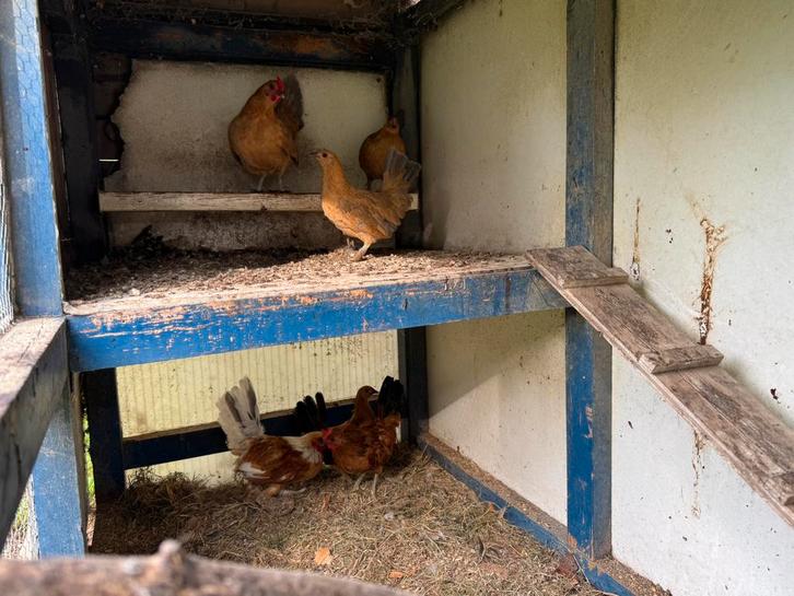 Boerenkrielkippen, Dieren en Toebehoren, Vogels | Overige Vogels, Meerdere dieren