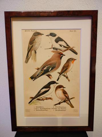 Litho Floericke Pestvogel Musicapa-Vliegenvanger 1922 beschikbaar voor biedingen