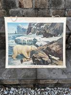 Nederlandse schoolplaat “Te midden van sneeuw en ijs”, Antiek en Kunst, Antiek | Schoolplaten, Ophalen, Natuur en Biologie