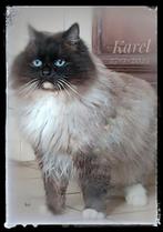 Ragdoll kater, Dieren en Toebehoren, Kater, Ontwormd