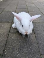 Lief mannetjes konijn 10 weken oud, Dieren en Toebehoren, Konijnen, Mannelijk, Dwerg