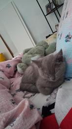 Kitten Meisje te koop!, Dieren en Toebehoren, Katten en Kittens | Raskatten | Korthaar, Poes, Gechipt, 0 tot 2 jaar