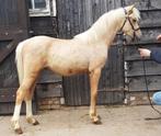 3 Prachtige Welsh B Jaarling Hengsten, Dieren en Toebehoren, Pony's, C pony (1.27m tot 1.37m), Hengst, 0 tot 2 jaar, Gechipt