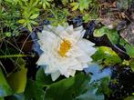 Gratis vijverplanten, Tuin en Terras, Ophalen of Verzenden, Volle zon, Knol
