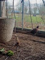 bosfazanten trio witte haan, Meerdere dieren, Overige soorten