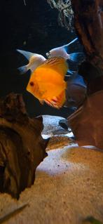 Discusvissen te koop, Dieren en Toebehoren, Vissen | Aquariumvissen, Vis, Zoetwatervis, Schoolvis