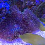 Indische schijfanemoon stekjes, Overige typen, Zoutwatervis