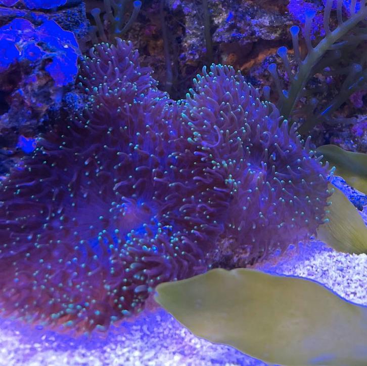 Indische schijfanemoon stekjes, Dieren en Toebehoren, Vissen | Aquariumvissen, Zoutwatervis, Overige typen
