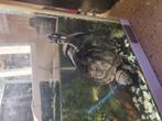 2 geelwangschildpad (Trachemys scripta scripta), Dieren en Toebehoren, Reptielen en Amfibieën | Toebehoren, Ophalen of Verzenden