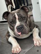 Lieve americaanse bully, Dieren en Toebehoren, Rabiës (hondsdolheid), Reu, 1 tot 2 jaar, Eén hond