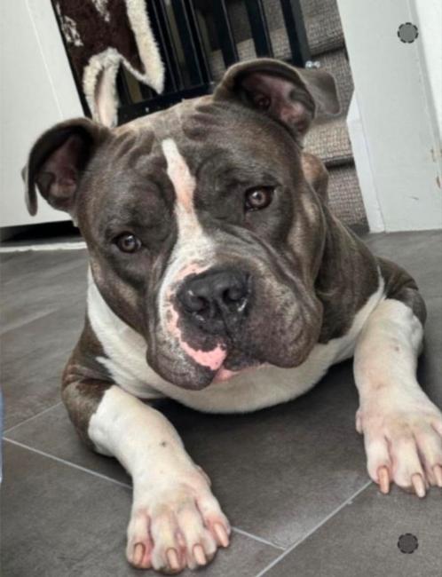 Lieve americaanse bully gouden huisje gezocht, Dieren en Toebehoren, Honden | Dekreuen, Reu, Particulier, Eén hond, Nederland