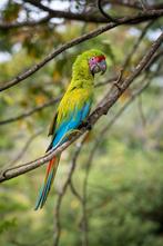 Ik ben opzoek naar een BUFFON ARA, Mannelijk, Papegaai