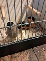 Goudvinken, Dieren en Toebehoren, Meerdere dieren, Wildzangvogel