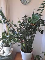 Zamioculcas Zamiifolia / groene stoner, Huis en Inrichting, Kamerplanten, Ophalen, Overige soorten, 100 tot 150 cm