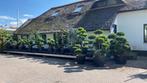 Verschillende soorten o.a ilex vormbomen, bonsai, Tuin en Terras, Ophalen, Volle zon, Overige soorten, Minder dan 100 cm