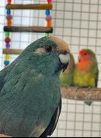 kakariki, Dieren en Toebehoren, Vogels | Parkieten en Papegaaien, Meerdere dieren, Parkiet