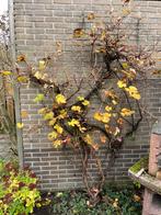 Druivenstruik, Tuin en Terras, Ophalen, Volle zon, Overige soorten