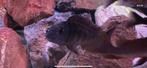 Tropheus sp. 'murago tanzania' Wampembe, Dieren en Toebehoren, Vis, Zoetwatervis, Schoolvis