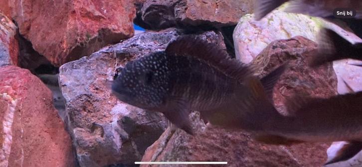 Tropheus sp. 'murago tanzania' Wampembe, Dieren en Toebehoren, Vissen | Aquariumvissen, Zoetwatervis, Vis, Schoolvis