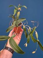 Orchidee Coelogyne fimbriata 2-3 tak p9 (3), Ophalen of Verzenden, Halfschaduw, Minder dan 100 cm