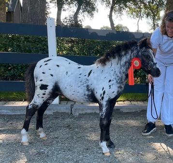 Prachtig kwaliteitsvol 1e premie appaloosa hengstveulen beschikbaar voor biedingen