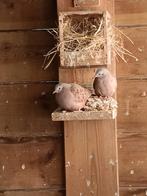 Talpacoti duif/ rode steen duif, Dieren en Toebehoren, Vogels | Overige Vogels, Meerdere dieren, Geringd