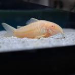 Vissen Corydora's  Albino kweekgroep, Vis