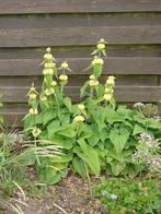 Zaailingen – Phlomis russeliana (etalagebloem) – Geel, Volle zon, Vaste plant, Zomer, Ophalen