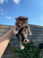 Kittens te koop, Dieren en Toebehoren, Katten en Kittens | Raskatten | Korthaar, Poes, 0 tot 2 jaar